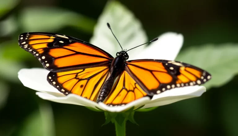 Las mariposas desaparecen a un ritmo catastrófico mientras aumentan plagas