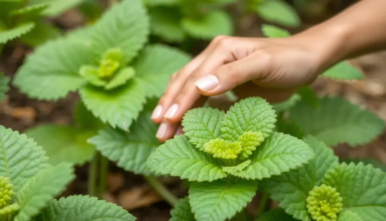 Los mejores herbicidas para macetas tras 2 semanas de pruebas
